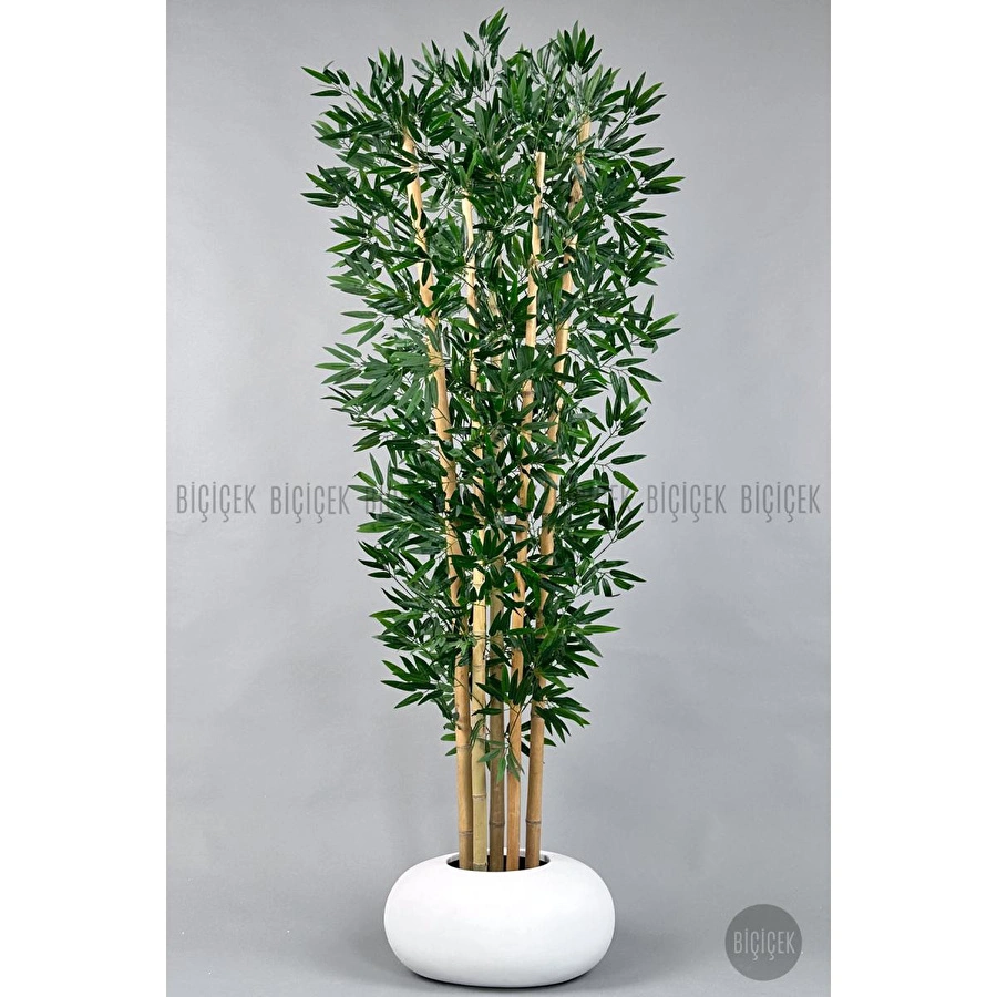 Biçiçek Zen Bambu Ağacı 220-240 Cm Fiber Saksıda Beyazfiber1