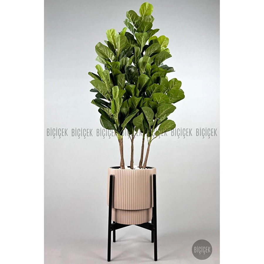 Biçiçek Keman Yapraklı Kauçuk Bitkisi Gala Saksıda Fiddle Lyrata 4