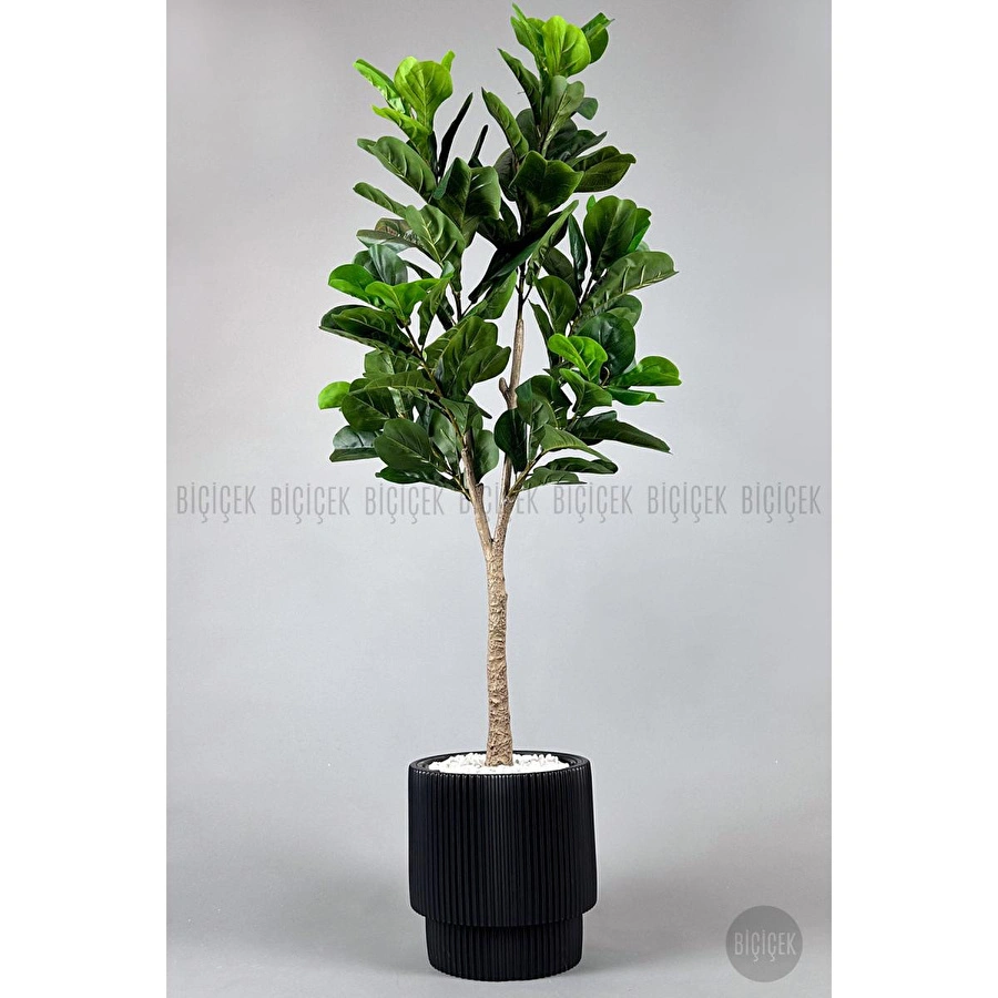 Biçiçek Keman Yapraklı Kauçuk Bitkisi Fiddle Lyrata Gala Saksı 175-200 Cm Siyah