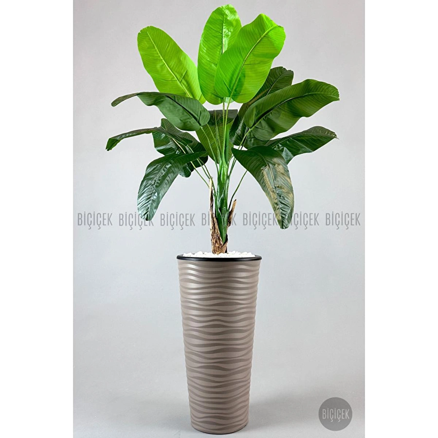 Biçiçek Muz Ağacı Tek Gövde 125-175 Cm Kahverengi
