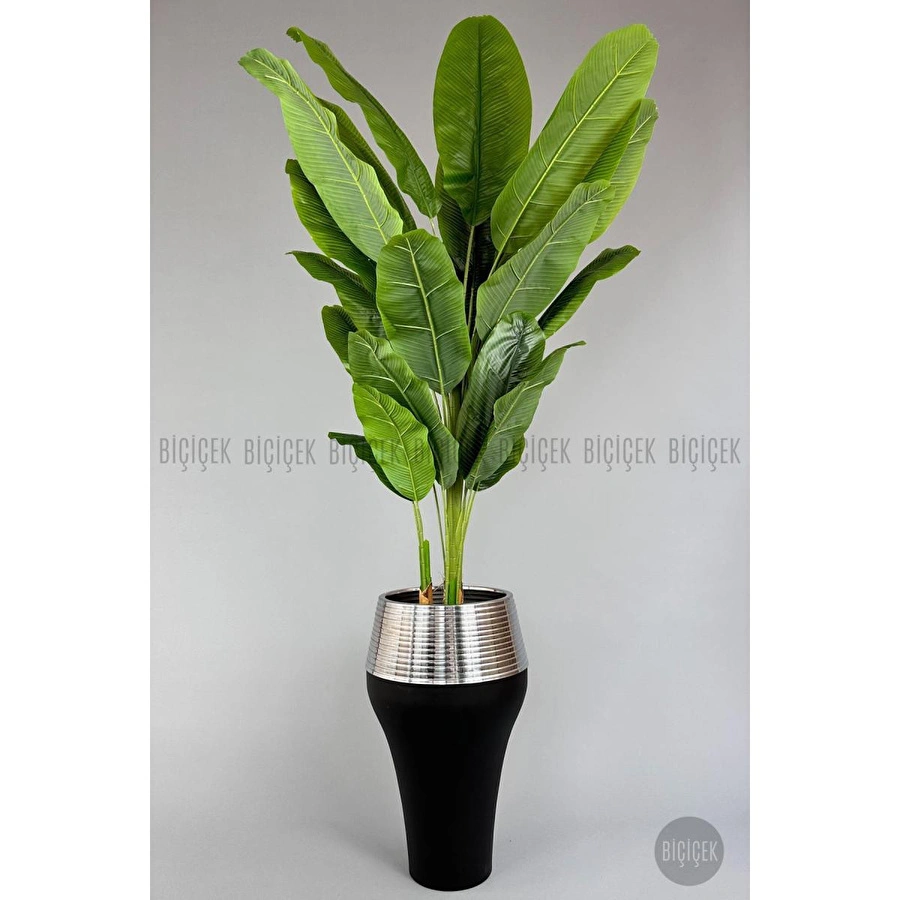 Biçiçek 220cm Starliçe Bitkisi Cleopatra Saksıda Siyah Gümüş