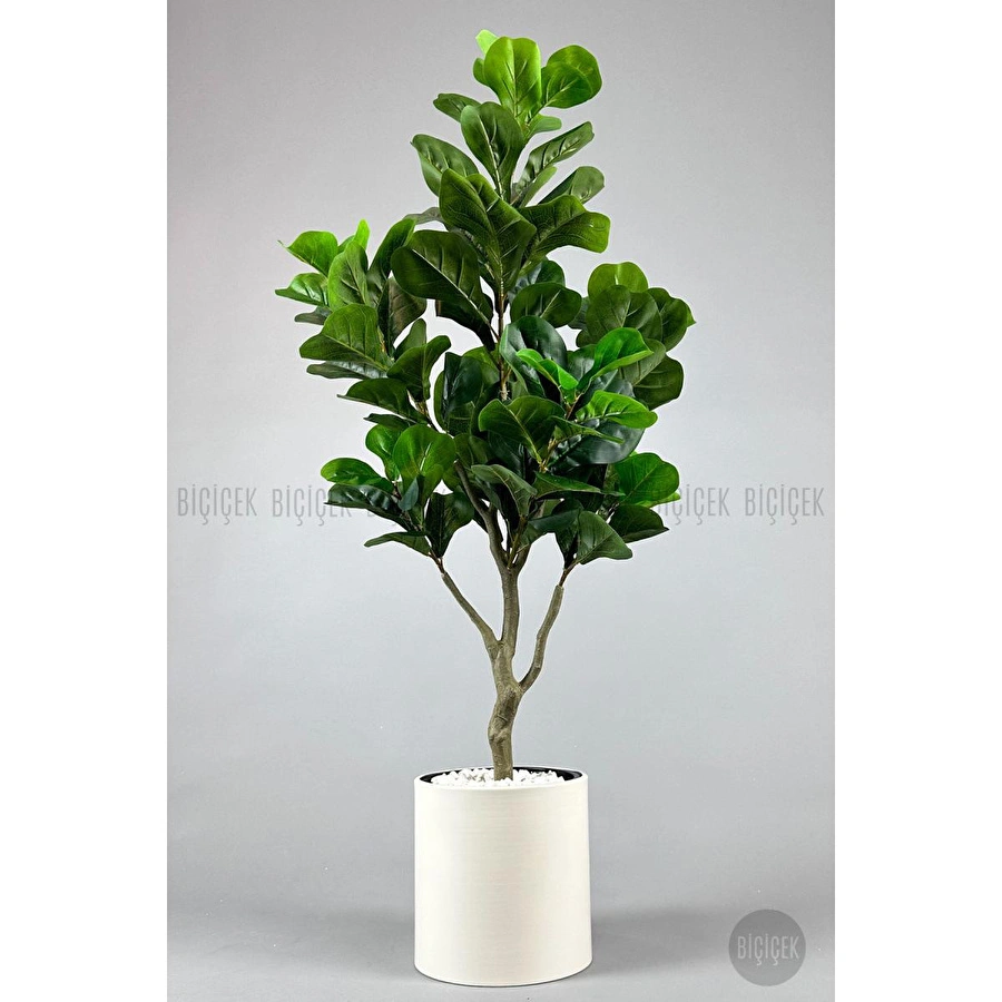 Biçiçek Keman Yapraklı Kauçuk Bitkisi Fiddle Lyrata Metal Saksı Beyaz-150cm