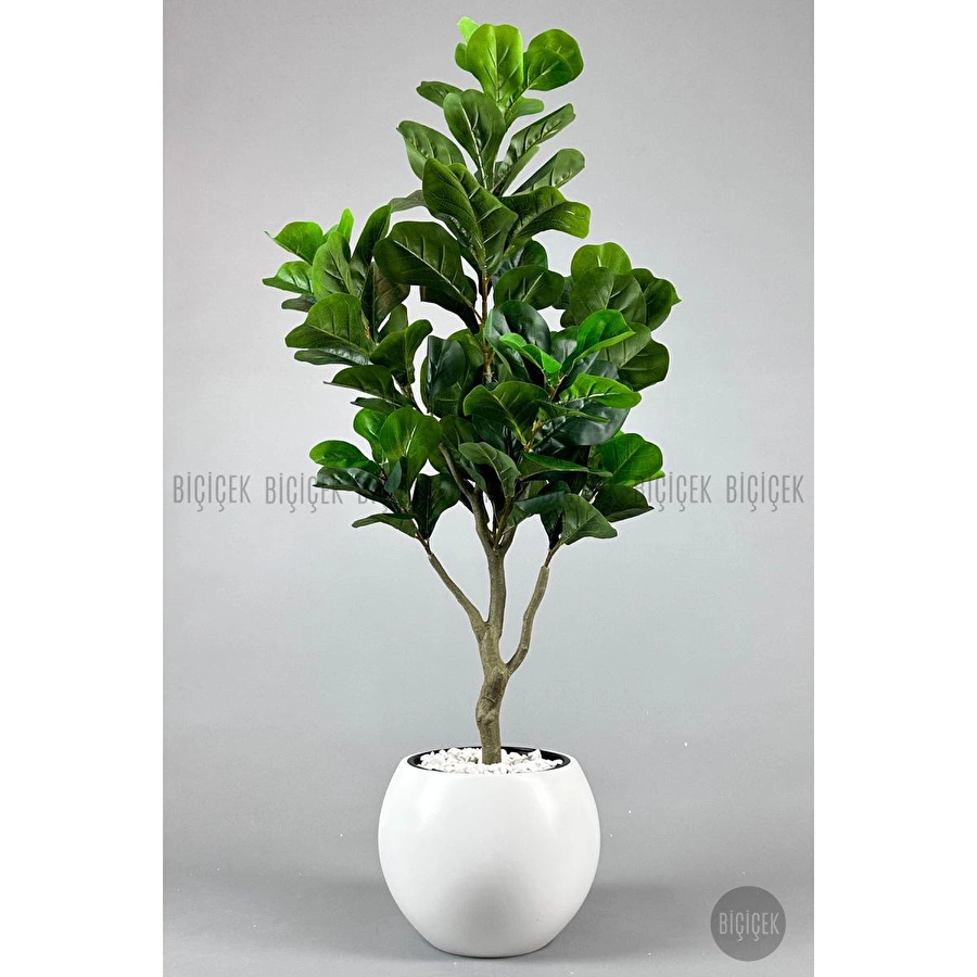 Biçiçek Keman Yapraklı Kauçuk Bitkisi Fiddle Lyrata Küre Saksı 150 Cm Beyaz