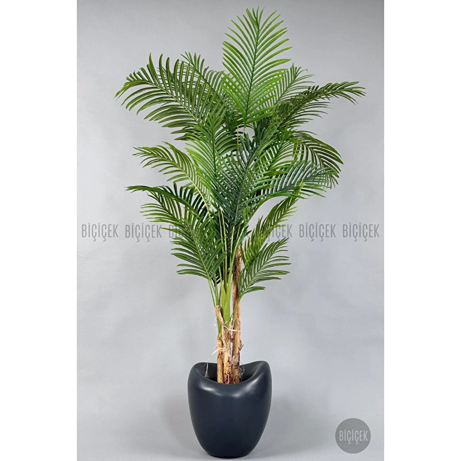 Biçiçek Areka Ağacı 220-240 Cm Grifiber1