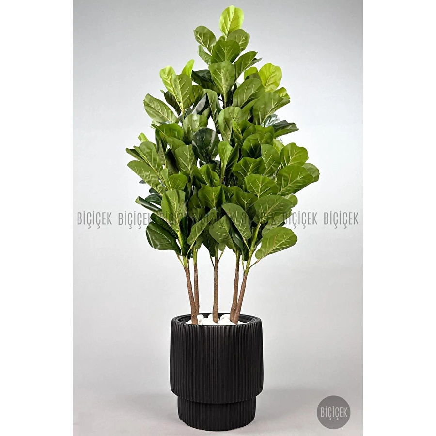 Biçiçek Keman Yapraklı Kauçuk Bitkisi Gala Saksıda Fiddle Lyrata 5