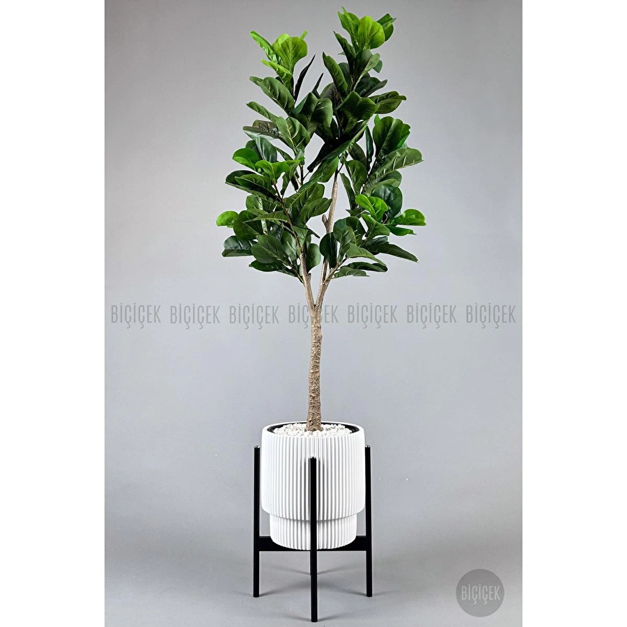 Biçiçek Keman Yapraklı Kauçuk Bitkisi Fiddle Lyrata Gala Saksı 175-200 Cm Beyaz-siyah