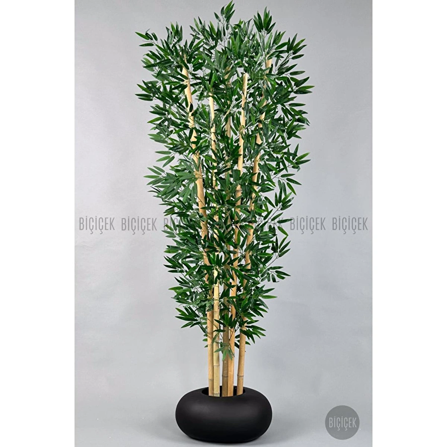 Biçiçek Zen Bambu Ağacı 220-240 Cm Fiber Saksıda Siyahfiber1