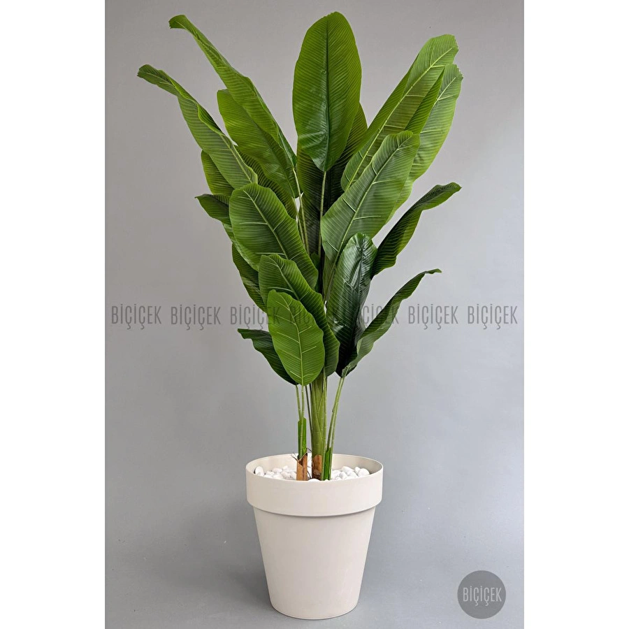 Biçiçek Yapay Ağaç Starliçe Bambu Gövdeli 220cm Büyük Boy Kırıkbeyaz Renk Yalı Saksıda