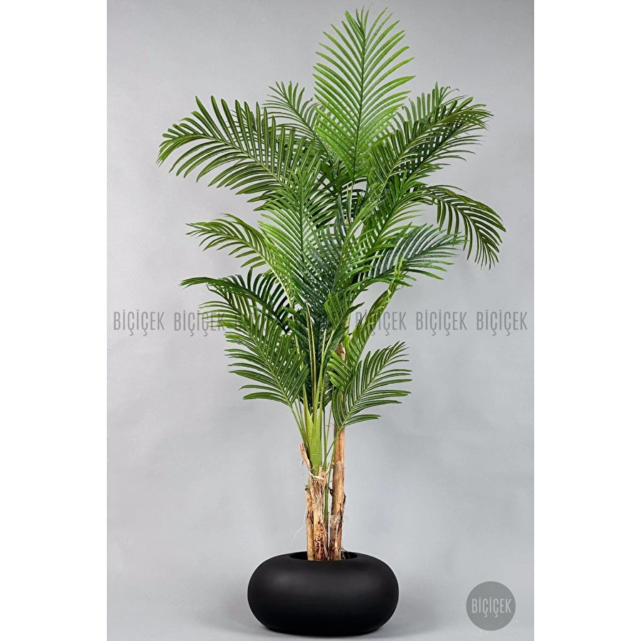 Biçiçek Areka Ağacı 220-240 Cm Siyahfiber2