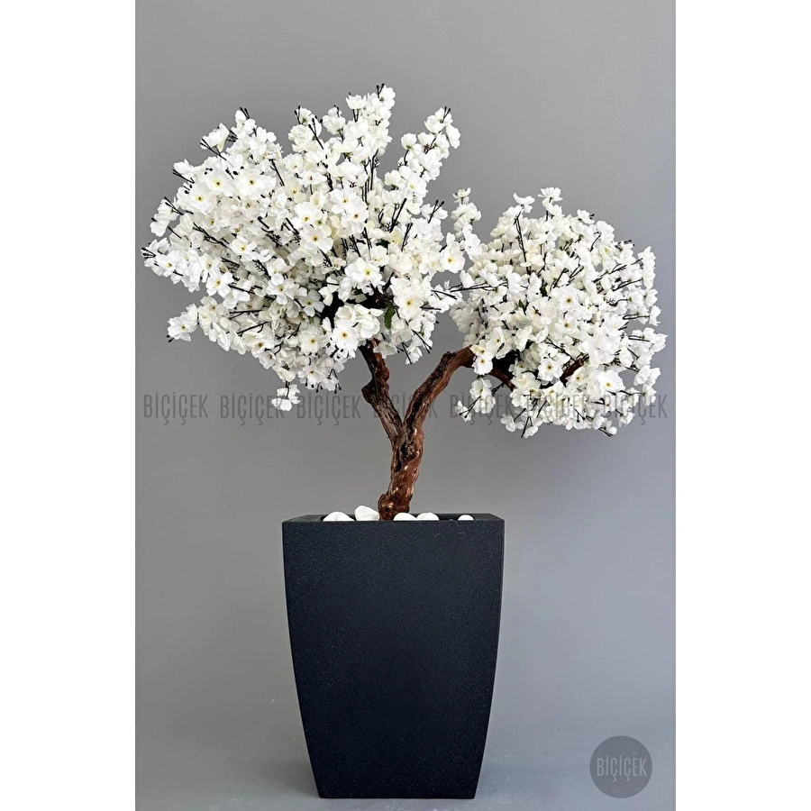 Biçiçek Bonzai Gövdeli Beyaz Sakura Ağacı 100cm Dış Mekana Uygun