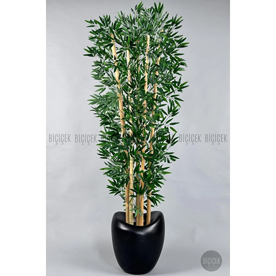 Biçiçek Zen Bambu Ağacı 220-240 Cm Fiber Saksıda Siyahfiber2