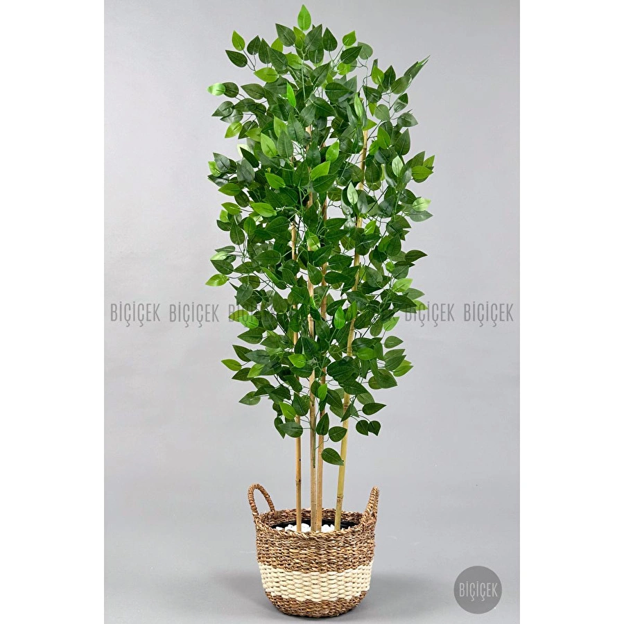 Biçiçek Yapay Benjamin Ağacı 170cm Siyah Şeritli Hasır Saksıda