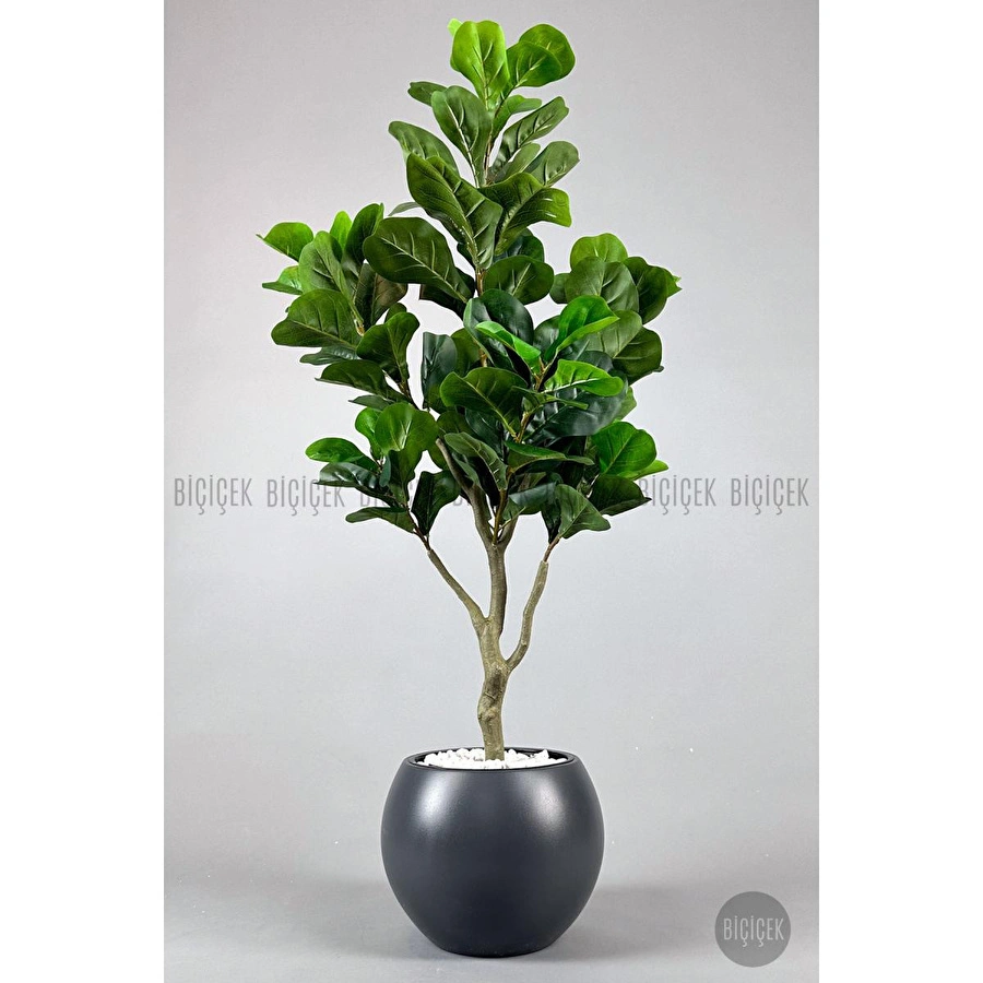 Biçiçek Keman Yapraklı Kauçuk Bitkisi Fiddle Lyrata Küre Saksı 150 Cm Antresit