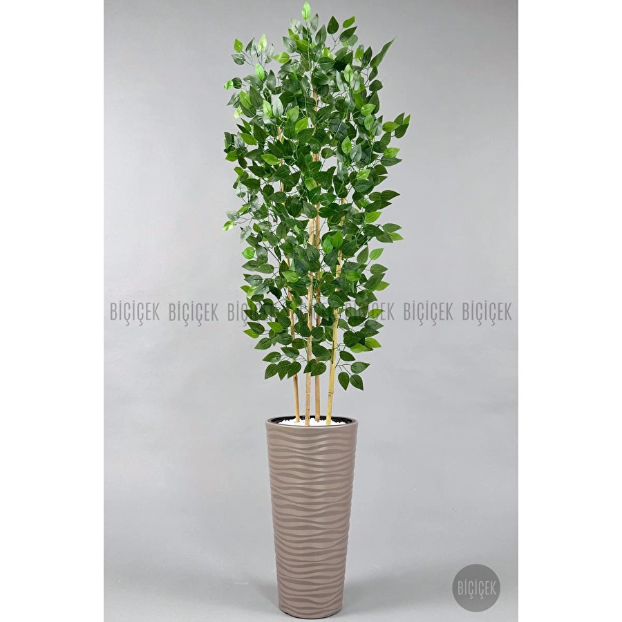 Biçiçek Yapay Benjamin Ağacı 180 Cm Yoğun Yapraklı Bambu Gövdeli Bej Renk Kumsal Saksıda