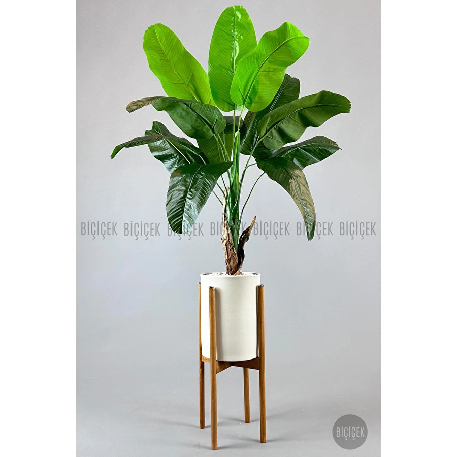 Biçiçek Muz Ağacı Tek Gövde 125-175 Cm Çok Renkli
