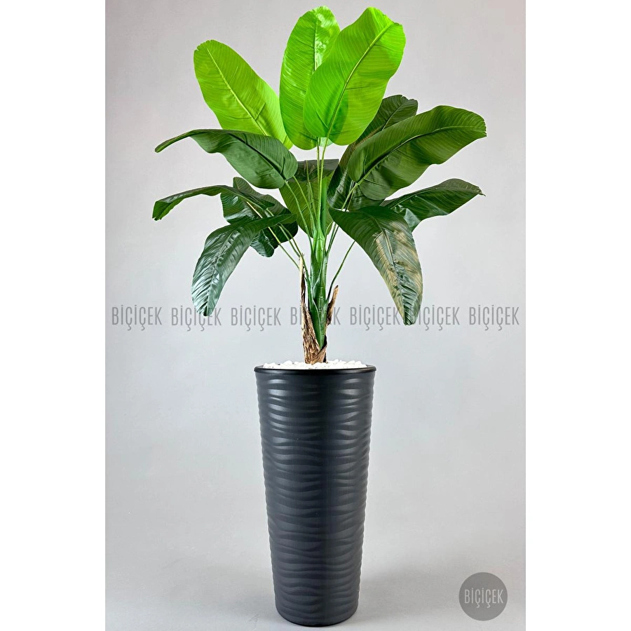Biçiçek Muz Ağacı Tek Gövde 125-175 Cm Gri