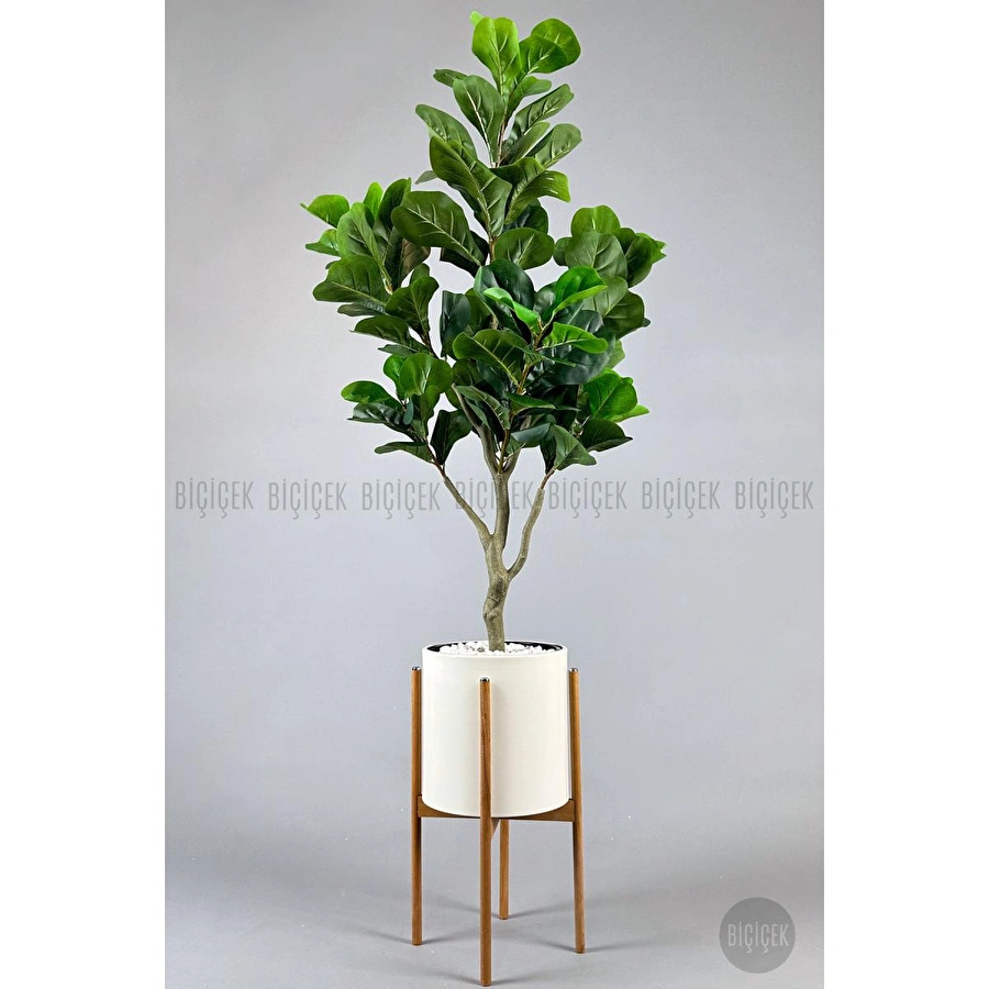 Biçiçek Keman Yapraklı Kauçuk Bitkisi Fiddle Lyrata Metal Saksı Beyaz- 175cm