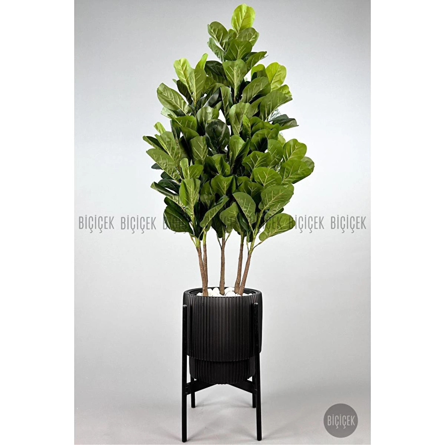 Biçiçek Keman Yapraklı Kauçuk Bitkisi Gala Saksıda Fiddle Lyrata 6