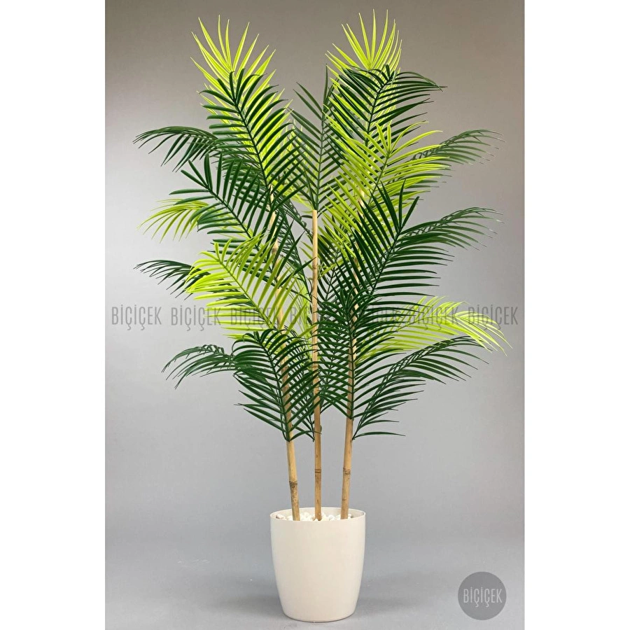 Biçiçek 115cm Areka Ağacı 24 Yapraklı Yakut Saksıda 1
