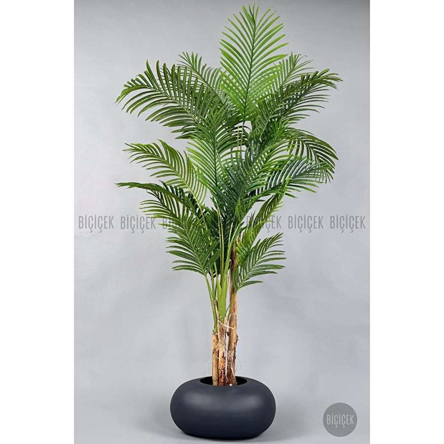 Biçiçek Areka Ağacı 220-240 Cm Grifiber2