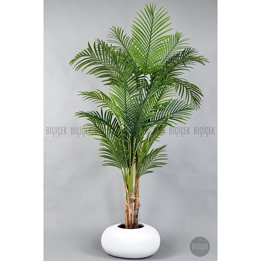 Biçiçek Areka Ağacı 220-240 Cm Beyazfiber2