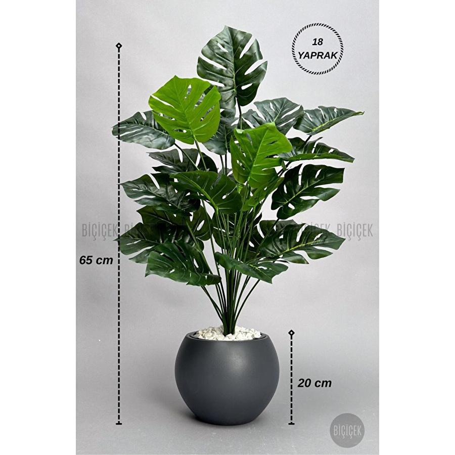 Biçiçek Monstera Bitkisi 65 Cm Küre Saksıda
