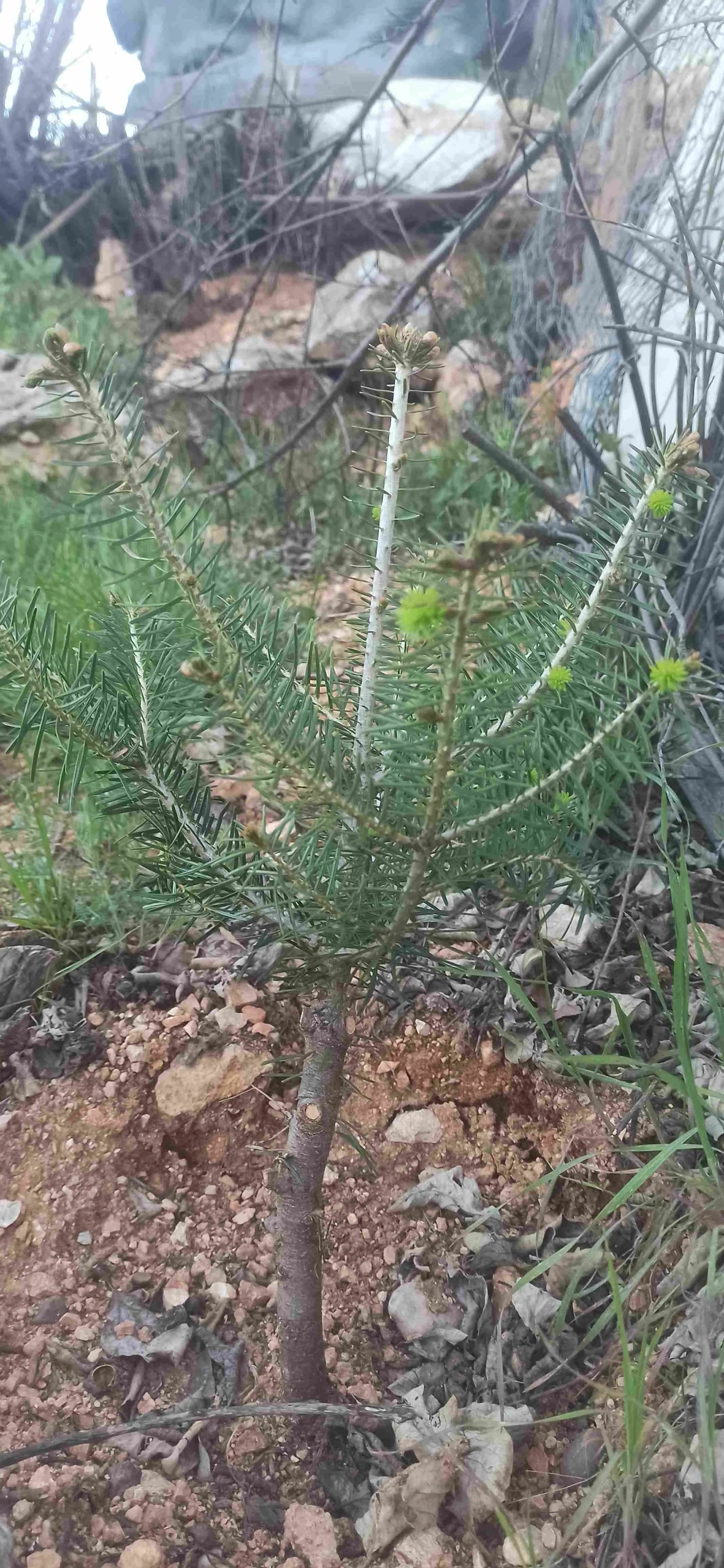 Kullanıcı yorumu img
