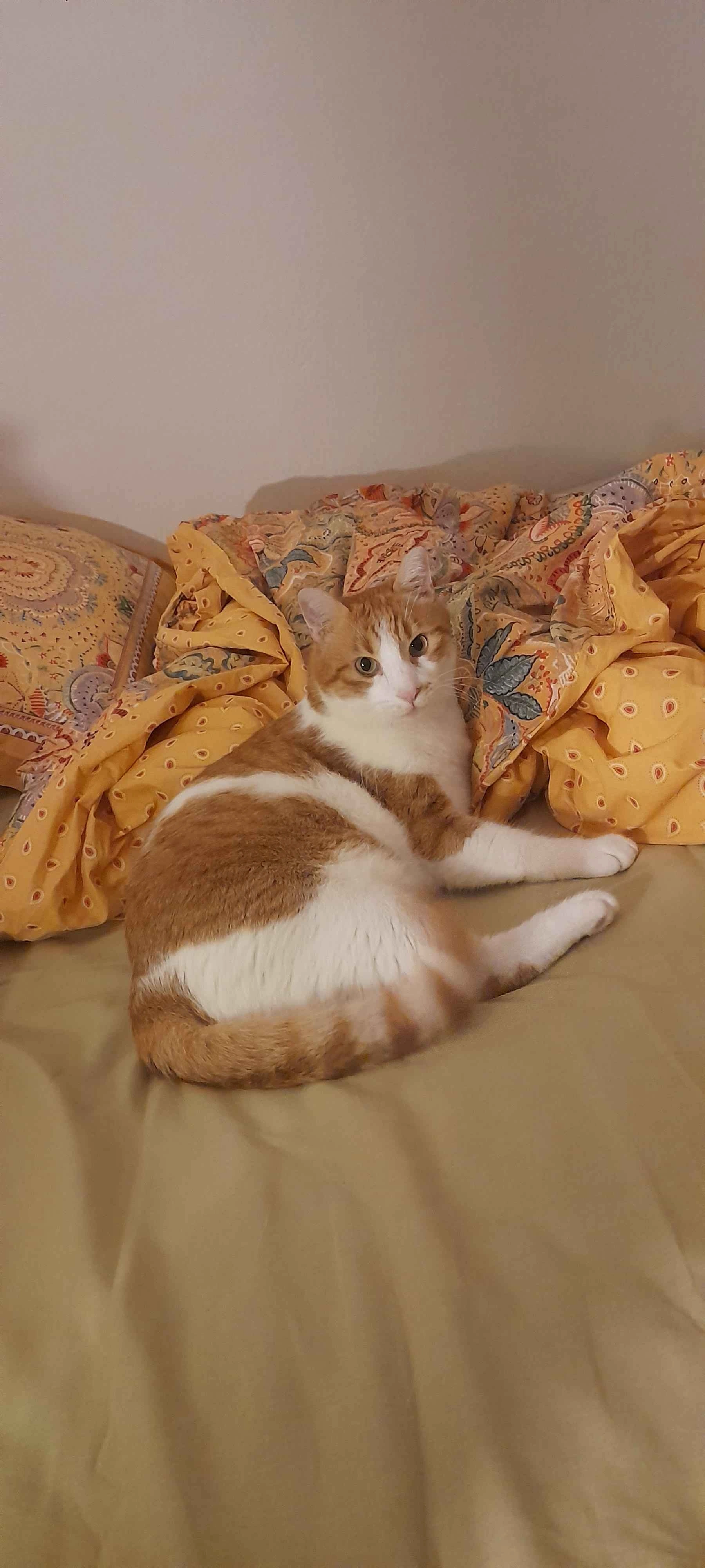 KaracaSever değerlendirme görseli 1